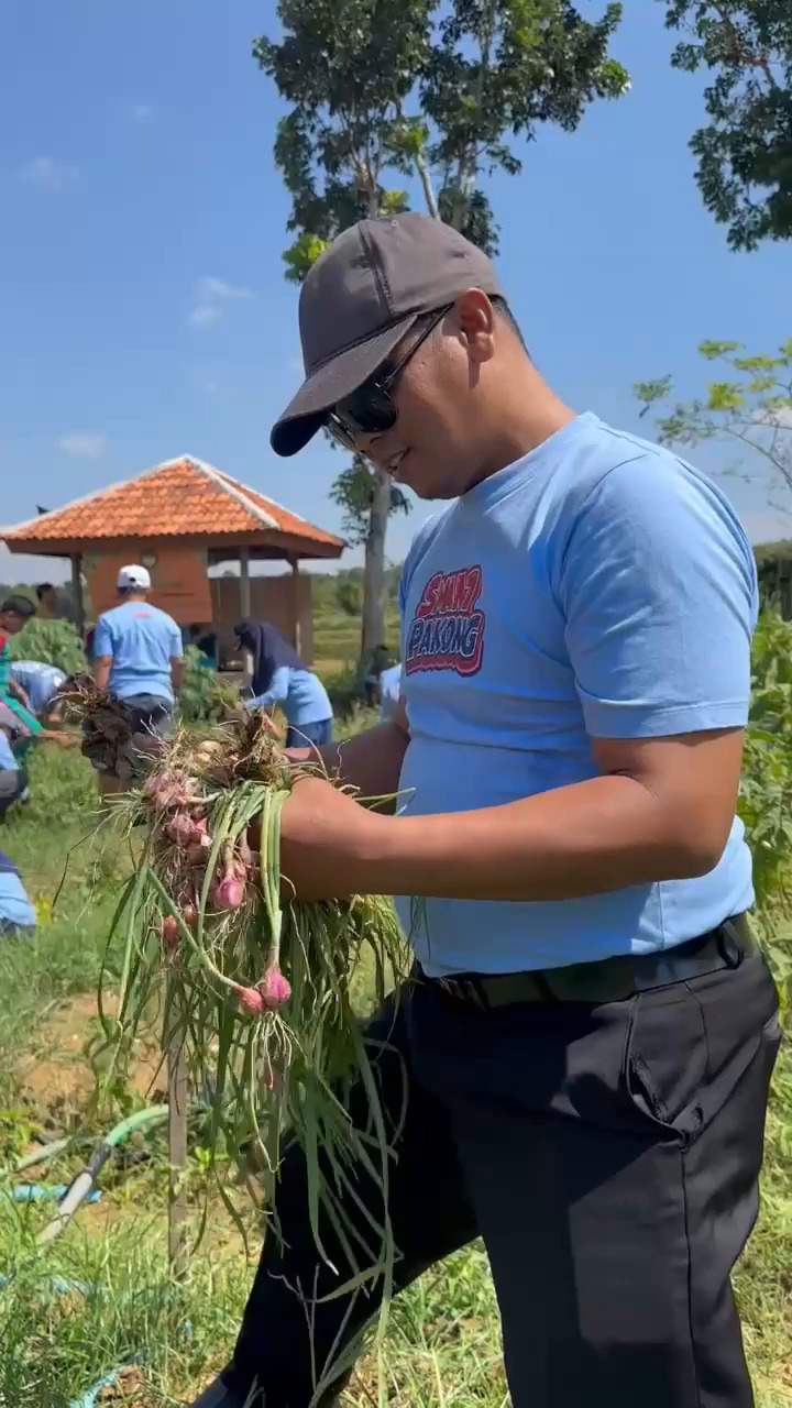 Bawang Merah Ibu Kacabdindik Berbuah Manis, SIKAP SMA Negeri 1 Pakong Pamekasan Kembali Panen Raya